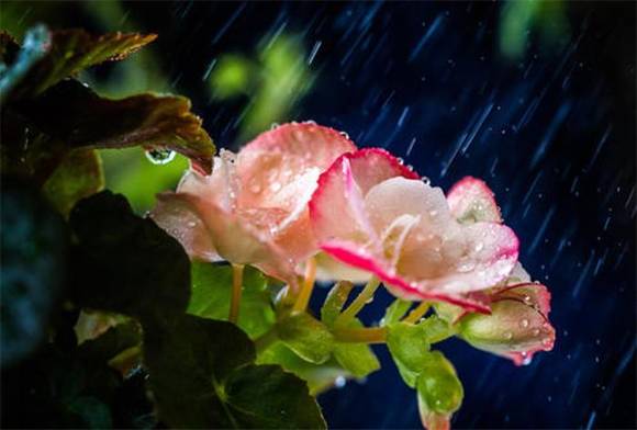 �Ŵ���ɫ���ų�