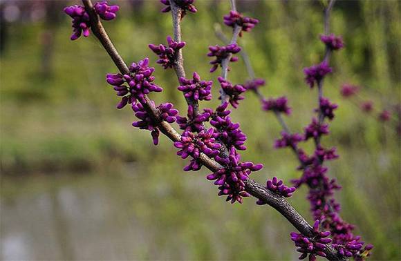 �Ŵ���ɫ���ų�