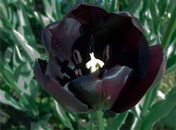 �Ŵ���ɫ���ų�