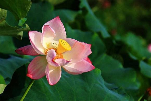 �Ŵ���ɫ���ų�