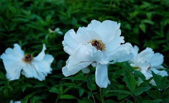 �Ŵ���ɫ���ų�