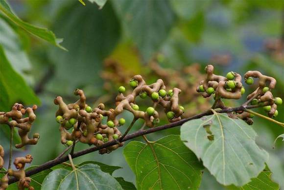 ���ص���ζ�ѹ����棨�ח���