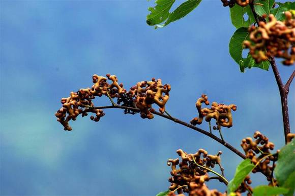 ���ص���ζ�ѹ����棨�ח���