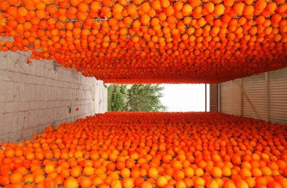 ������ƽ����������Ҷ���顱������