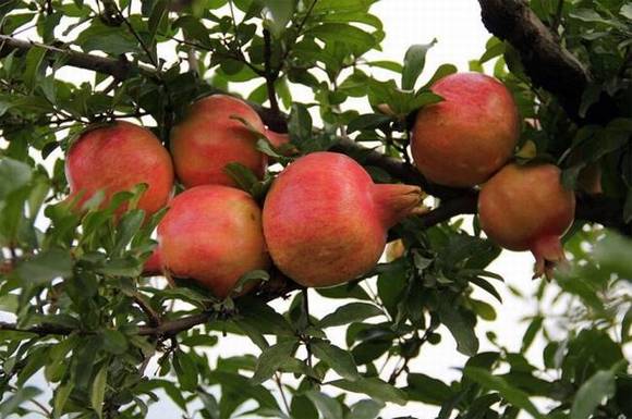 ɽ����ׯỳ�ʯ��԰