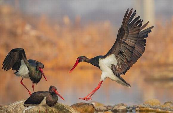 ���ϰ��������� �й����ٱ�����