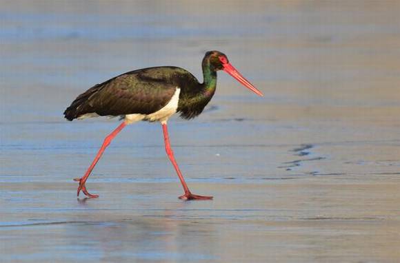 ���ϰ��������� �й����ٱ�����