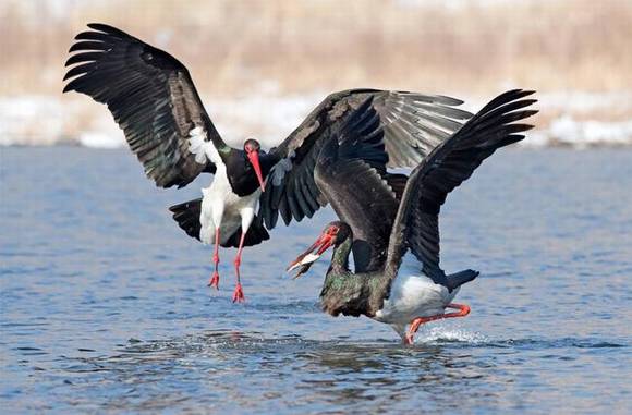 ������ɽ �й�����֮��