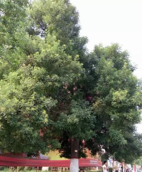 ���ϰ������� ��ɫ���ʯ��