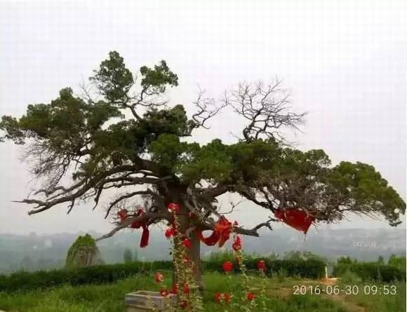 ���ϰ������� ��ɫ���ʯ��