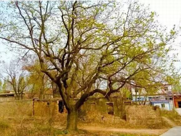 ���ϰ������� ��ɫ���ʯ��