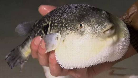 ���������ʡ�ָ����������