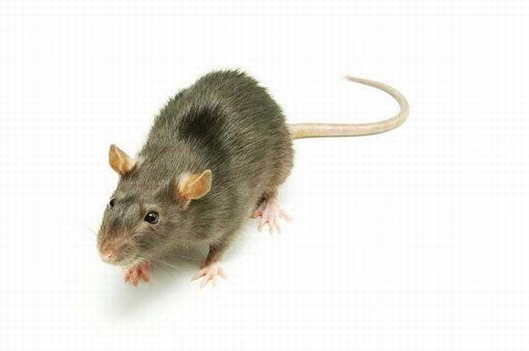 ����ɵ�������˵