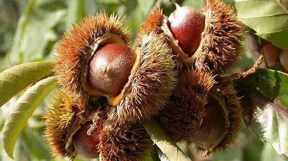 ��ƽ���׶���Ĵ�˵