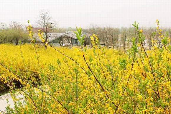 �����γǵķ�������