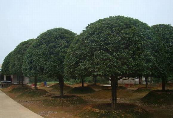 ���������л�/����