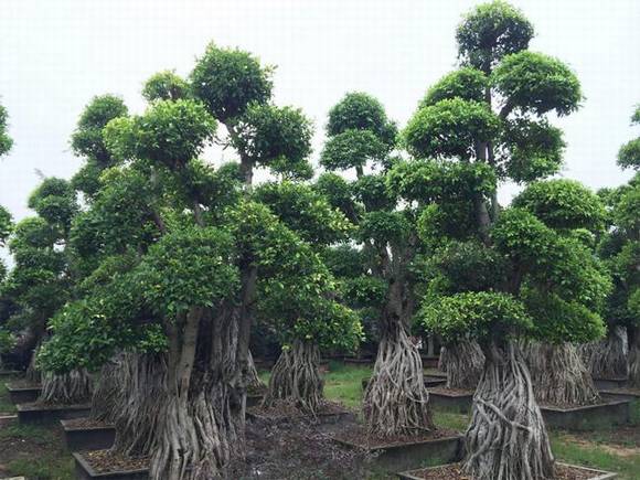 ���������л�/����