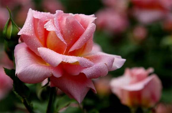 �����л�/����