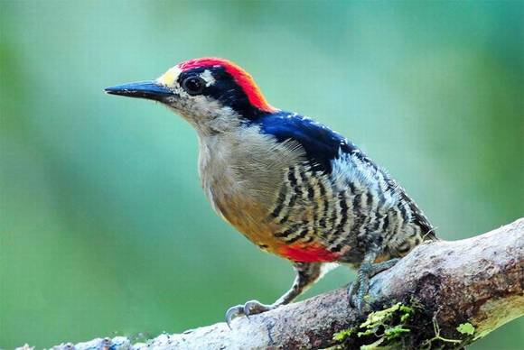 �����л�/����/����