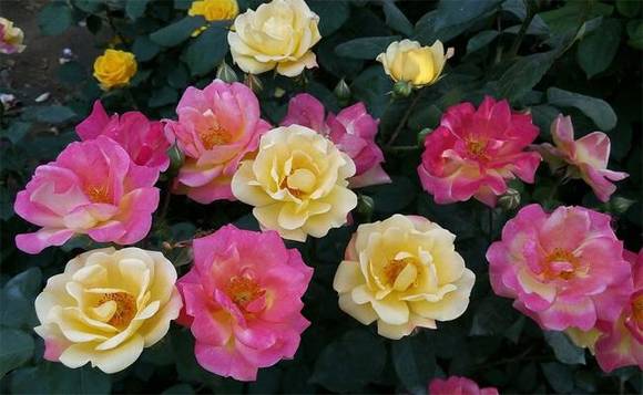 �ൺ�л�/����