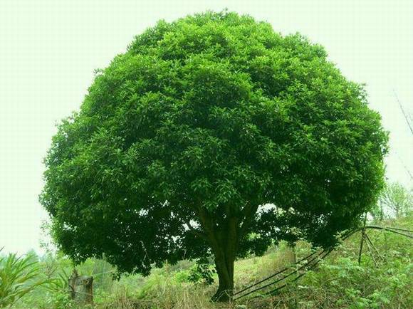 ����ɽ�л�/����