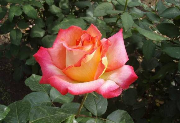 �����л�/����