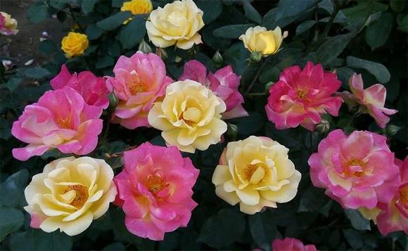 �����л�/����