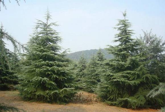 �����л�/����