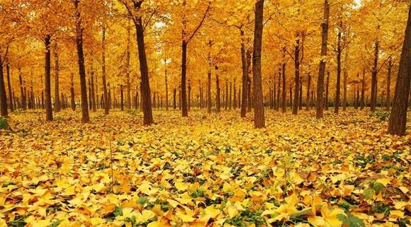 ���Ƹ��л�/����