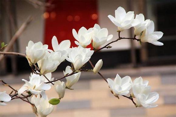 ���Ƹ��л�/����