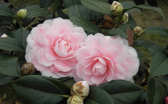 �����л�/����