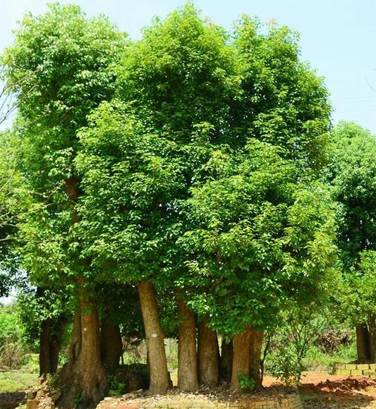 �����л�/����