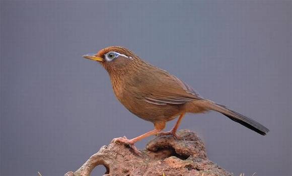 �����л�/����/����