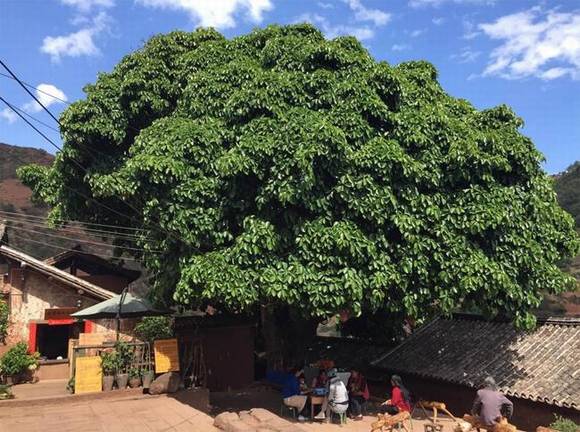 �����л�/����/��ʯ/�и�