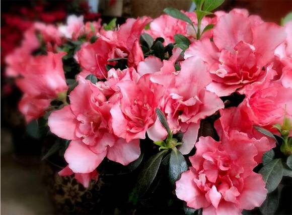 �����л�/����/��ʯ/�и�