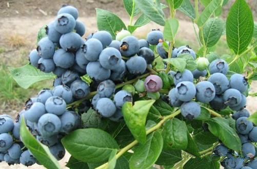 烤酒技术之家庭蓝莓酒自酿方法过程