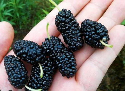 九种水果酒的酿制技术方法大分享