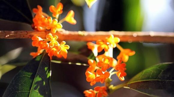 家庭式桂花酒的酿制方法