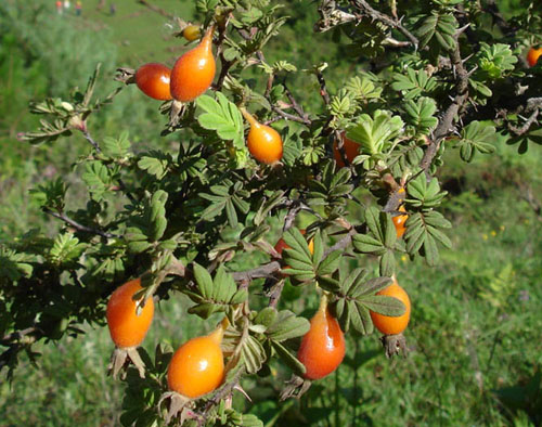 金樱子酒制作方法