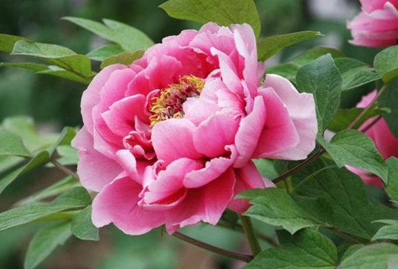 ɽ���ٷڹ���ĵ����