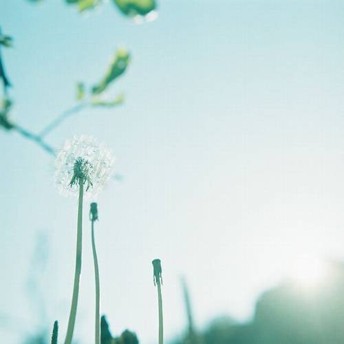 与端午节的诗句