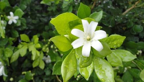 赞美母爱的句诗句