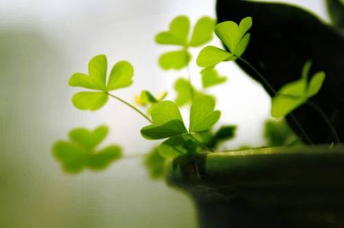 诗中秋节的诗句