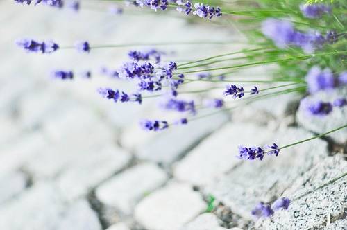 古诗是日语唱出来的