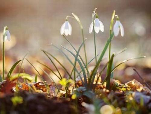 阆中古城华导游词