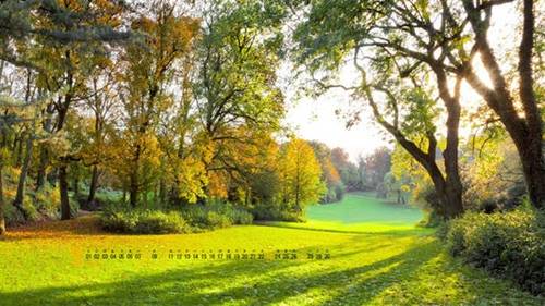 赞美郁金香的优美诗句