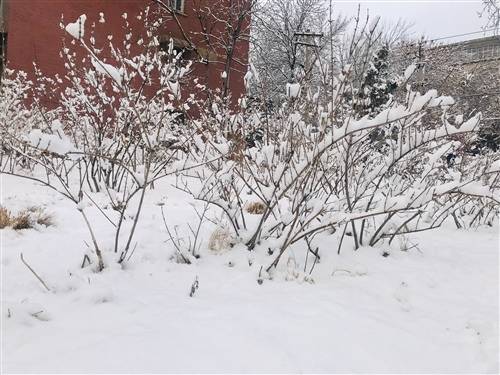 古诗配画日积月累