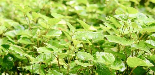 形容意犹未尽的古诗词