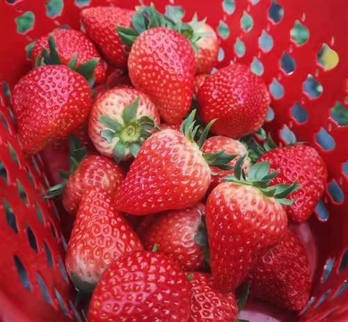 跟春游有关的诗句