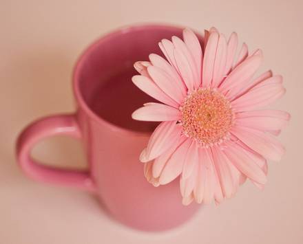 古诗文中鸟的意义